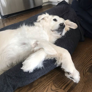 Meet your Posher, James